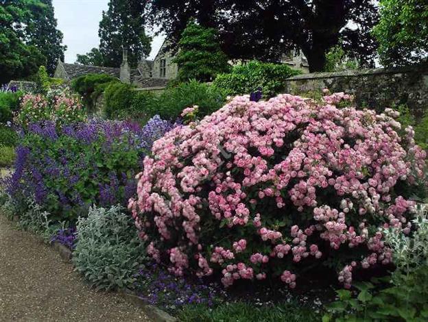 Розовая клумба в лондонском саду
